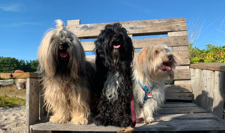 Ber Uns Ern Hrungsberatung Hund Barf Beratung Hund Bachbl Tentherapie